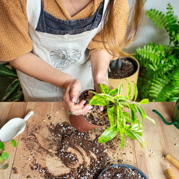 Servicio de consultas plantas