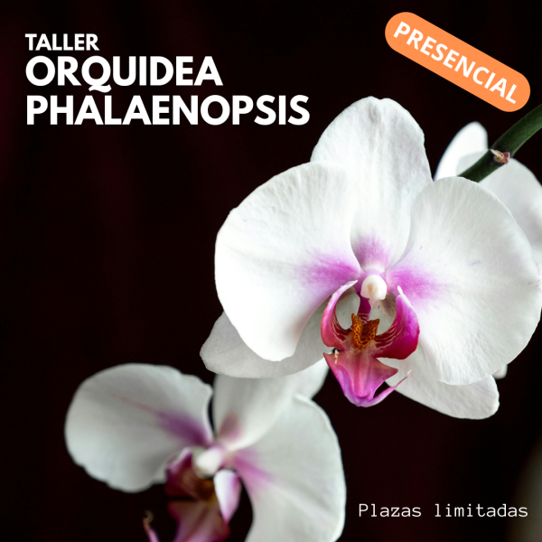 GALICIA 🌸 Masterclass de Cuidado de Orquídeas + practica mantenimiento y trasplante