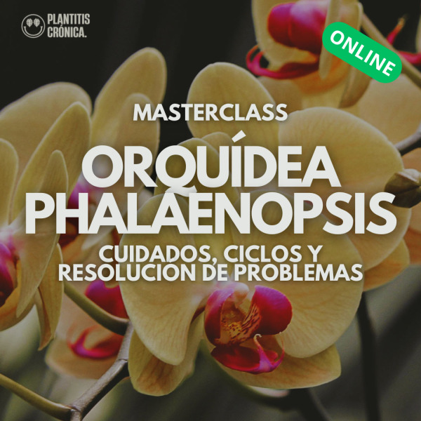 Masterclass orquídea phalaenopsis